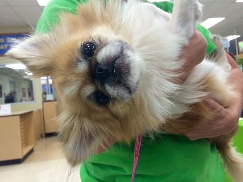 Shogun the Peke