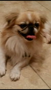 Shogun the Peke