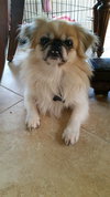 Shogun the Peke