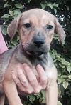 Sheeba
