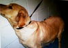 Shiloh