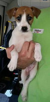 Molly
