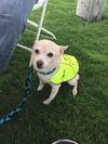 Scrappy Doo