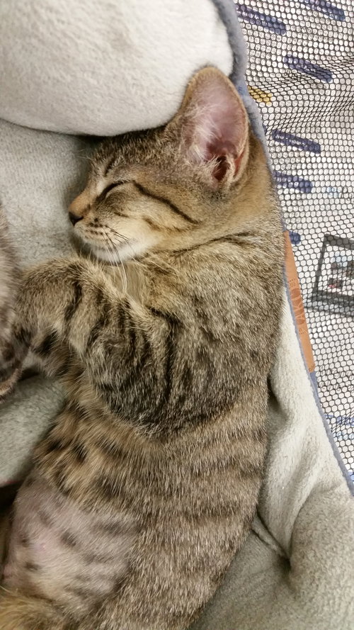 Lyra