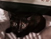 Tootsie