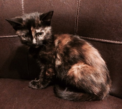 Tootsie