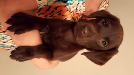 Chestnut