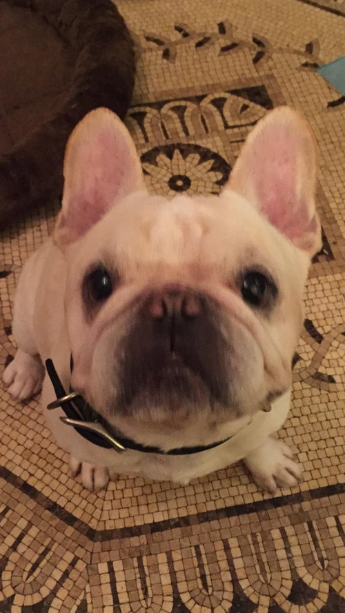 Maximillian