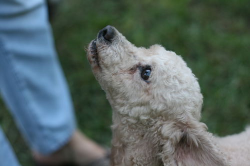 Charles the Poodle