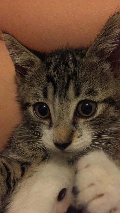 Elvis