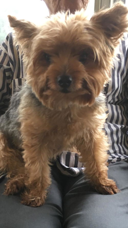 Charlie the Yorkie