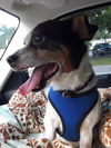 Frankie the Rat Terrier