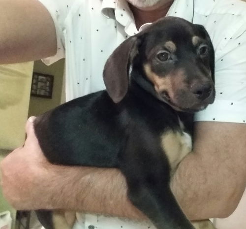 Perro