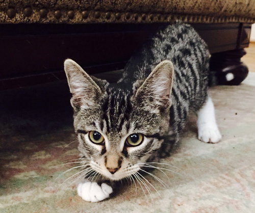 LK-Little Kitty