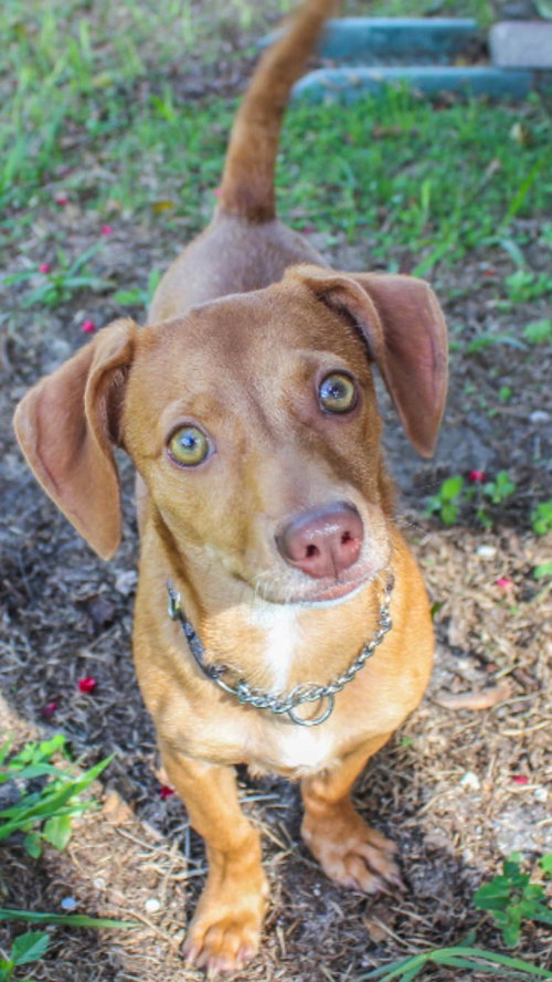 Rudy