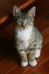 Lou