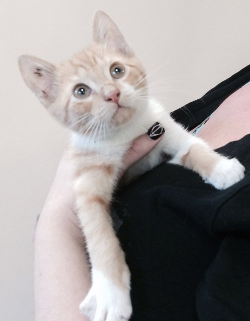 Simba