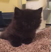 Rolo