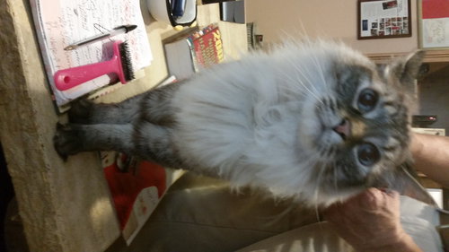 Prince