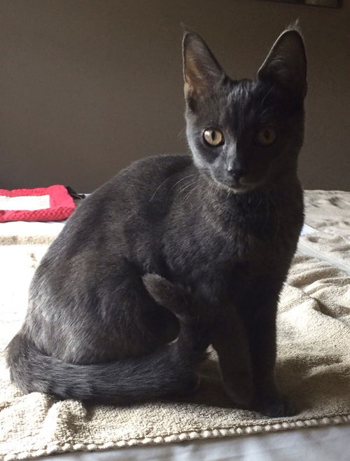Pepper