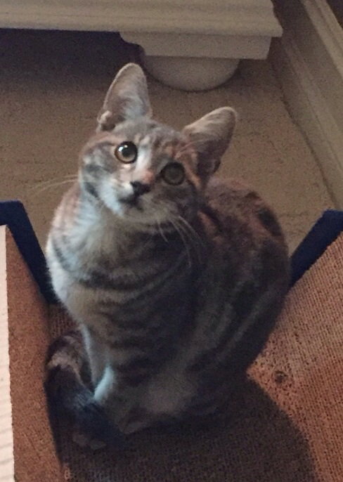 Piper