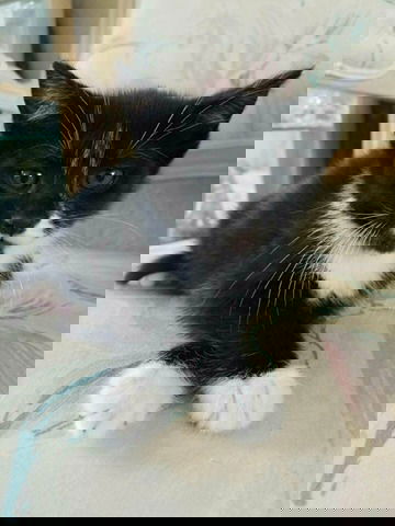 Figaro