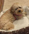Sheba