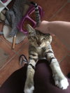 Monkey
