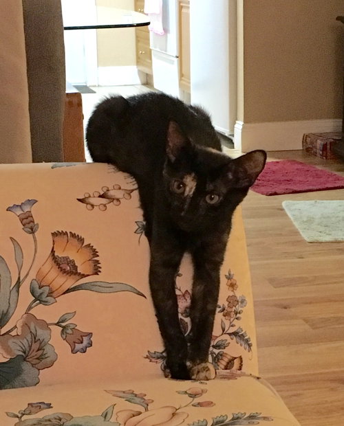 Pippa