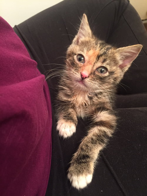 Sienna