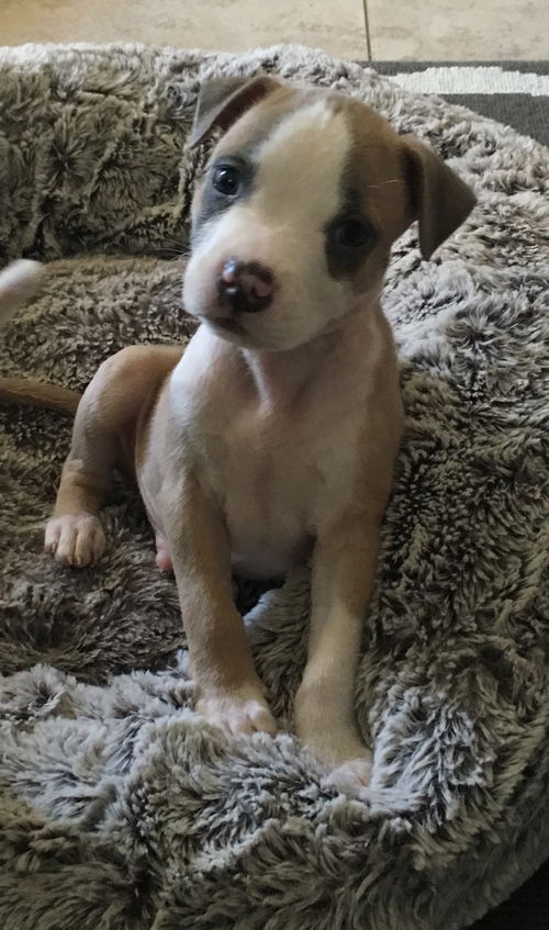 Yoda