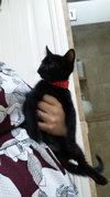 Miso