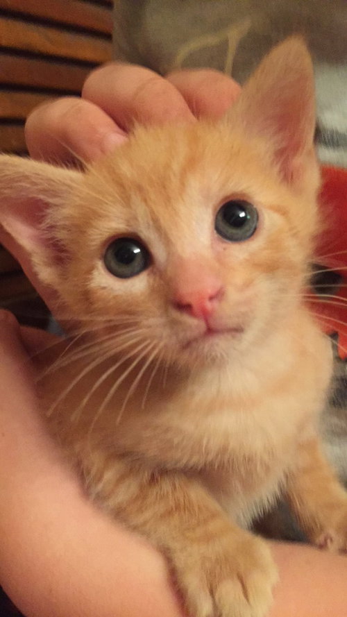 Simba