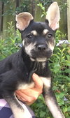 Meesha