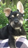Meesha