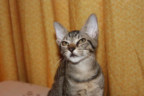 Tony