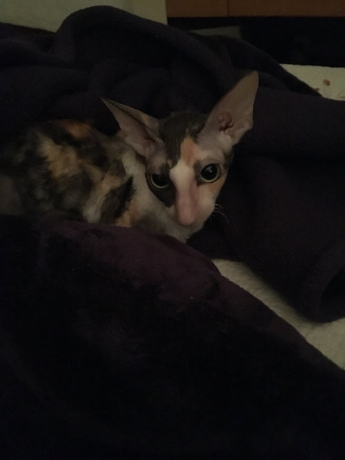 Phoebe