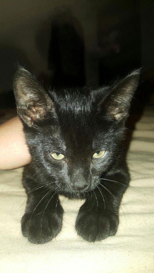 Sammy
