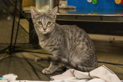Maya