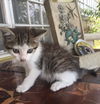 Elliot
