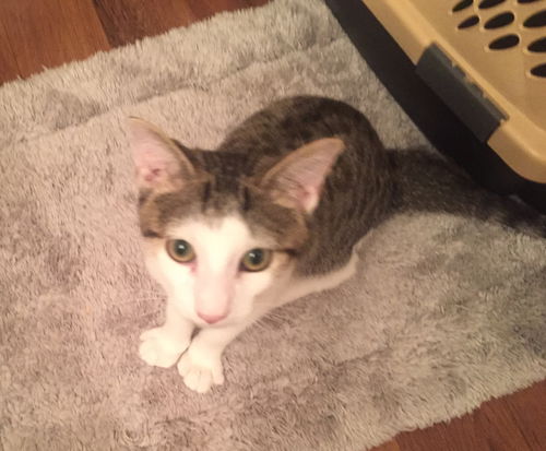 Elliot