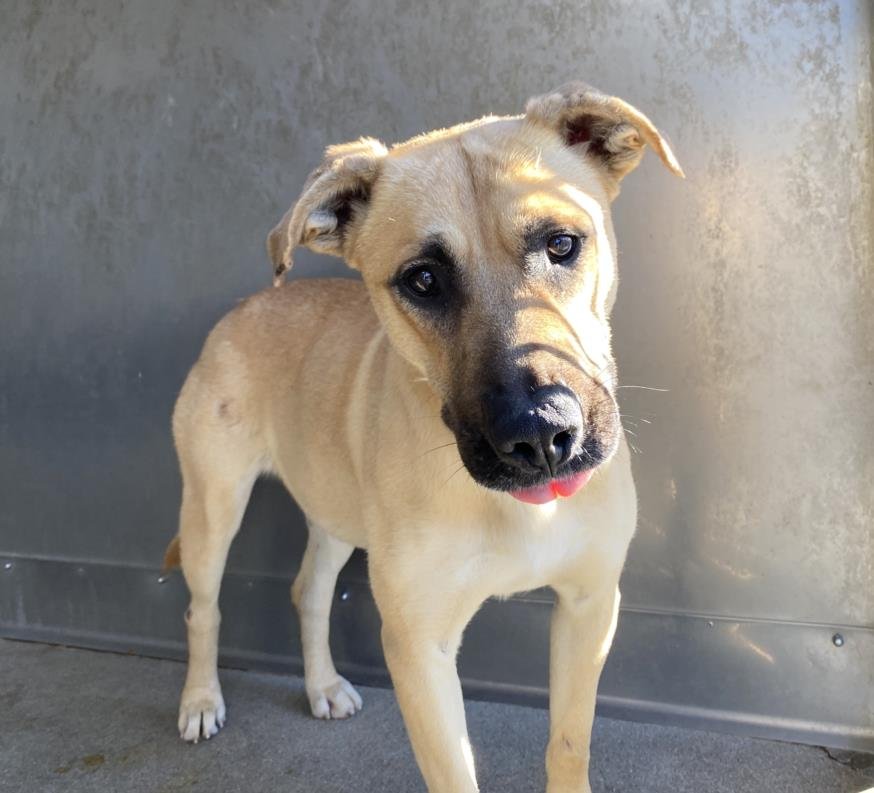 adoptable Dog in San Bernardino, CA named BERENICE
