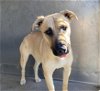 adoptable Dog in san bernardino, ca, CA named BERENICE