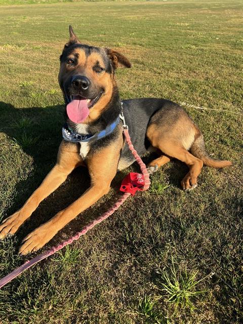 adoptable Dog in San Bernardino, CA named IN FOSTER COWBOY