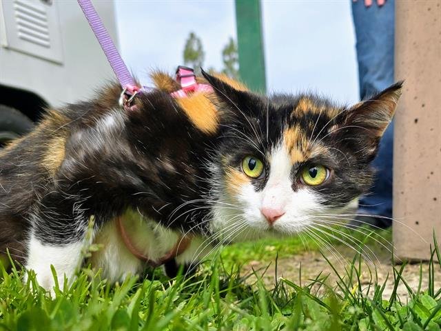 adoptable Cat in San Bernardino, CA named IN FOSTER: LYRIC