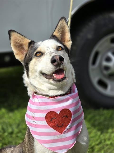 adoptable Dog in San Bernardino, CA named IN FOSTER: RENATA