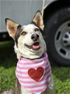adoptable Dog in  named IN FOSTER: RENATA
