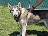 adoptable Dog in san bernardino, ca, CA named BETSY