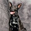 adoptable Dog in  named ATTICUS