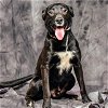 adoptable Dog in  named AXEL